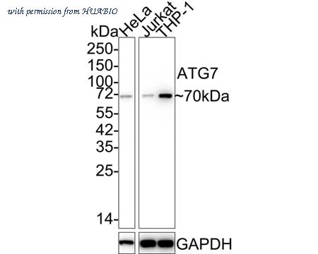 HUABIO HA750224 image 1