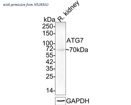 HUABIO HA750224 image 2