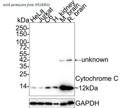 HUABIO HA750226 image 2