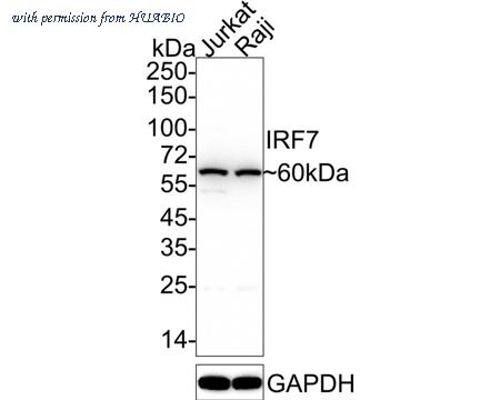 HUABIO HA750234 image 1