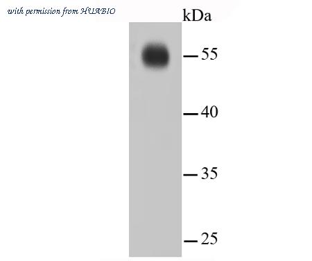 HUABIO HA750234 image 2