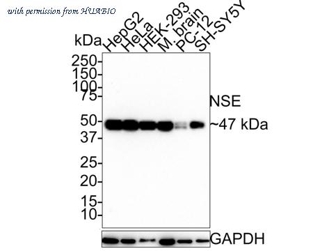 HUABIO HA750239 image 1