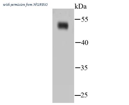 HUABIO HA750239 image 3