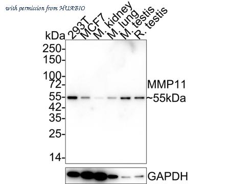 HUABIO HA750250 image 1