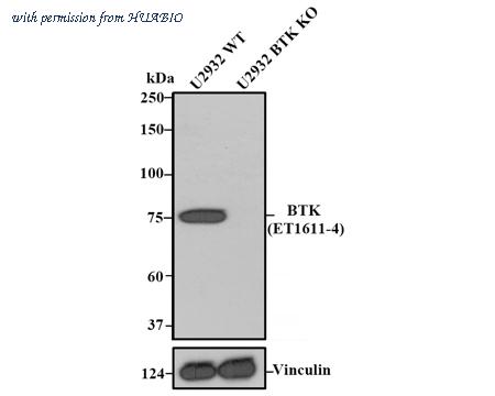 HUABIO HA750252 image 2