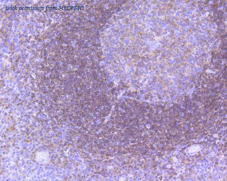 HUABIO HA750252 image 3