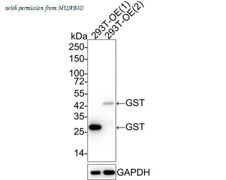 HUABIO HA750257 image 1