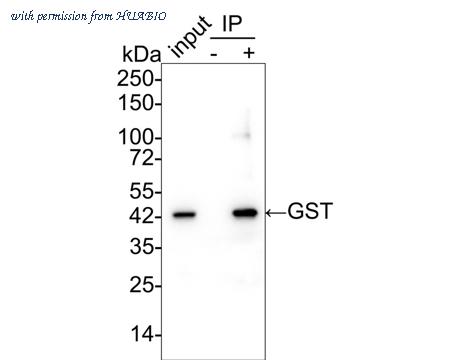 HUABIO HA750257 image 2