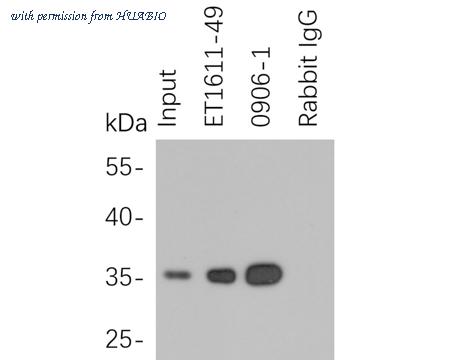 HUABIO HA750258 image 2