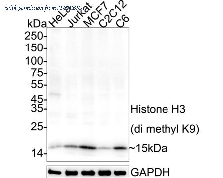 HUABIO HA750259 image 1