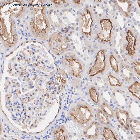 HUABIO HA750269 image 2