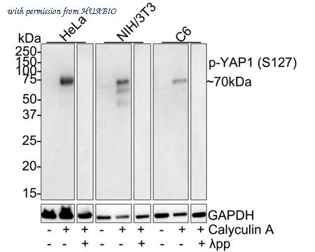 HUABIO HA750269 image 3