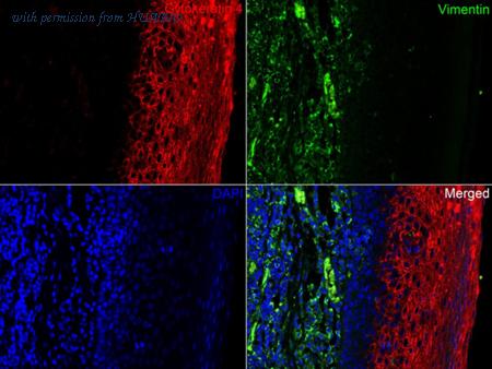 HUABIO HA750271 image 2