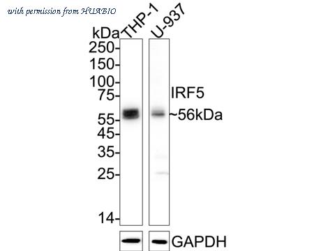 HUABIO HA750277 image 1