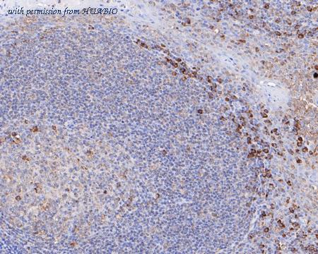 HUABIO HA750277 image 3