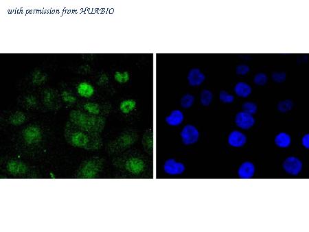 HUABIO HA750286 image 2