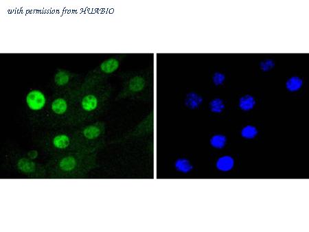 HUABIO HA750286 image 3