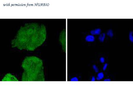 HUABIO HA750289 image 2