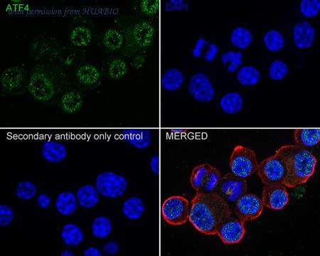 HUABIO HA750292 image 2