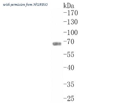 HUABIO HA750302 image 2