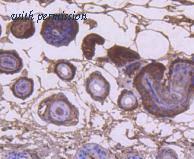 HUABIO HA750302 image 3