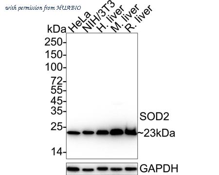 HUABIO HA750314 image 1
