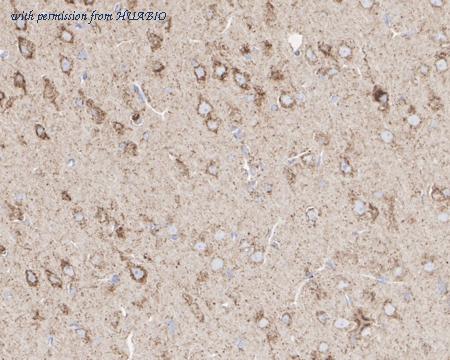 HUABIO HA750314 image 3