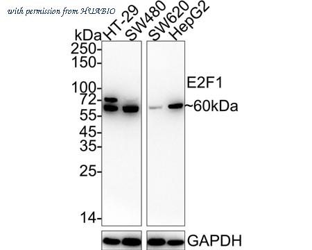 HUABIO HA750322 image 1