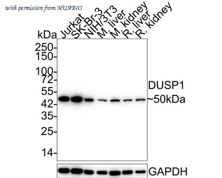 HUABIO HA750324 image 1