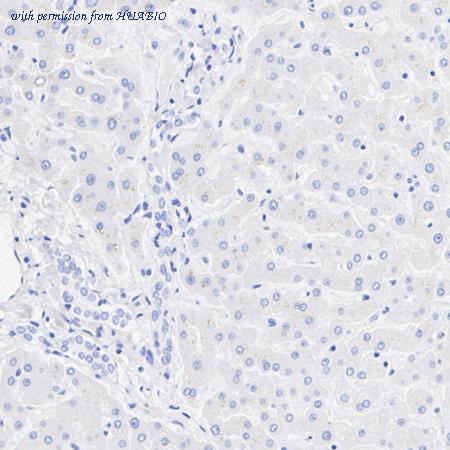 HUABIO HA750341 image 3