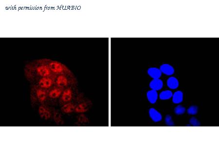 HUABIO HA750356 image 2