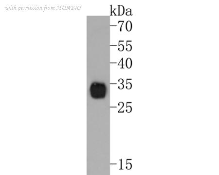 HUABIO HA750360 image 1