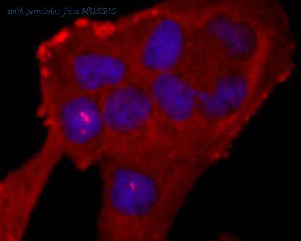 HUABIO HA750360 image 3