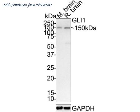 HUABIO HA750361 image 2