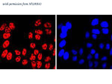 HUABIO HA750362 image 3