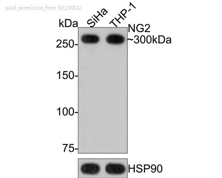 HUABIO HA750372 image 2