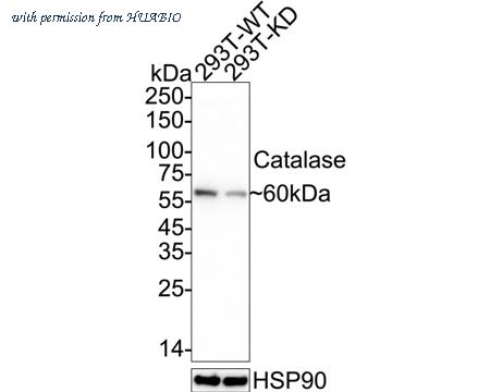 HUABIO HA750377 image 1