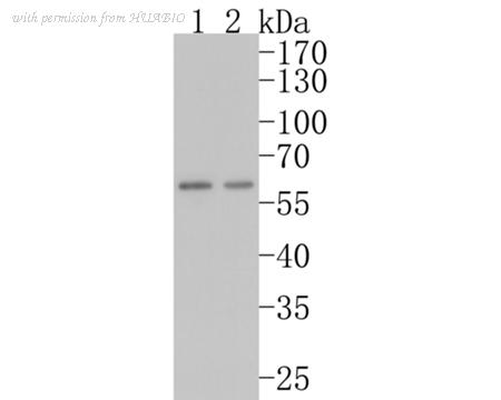 HUABIO HA750377 image 2