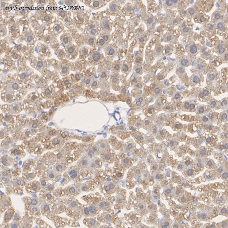 HUABIO HA750377 image 3