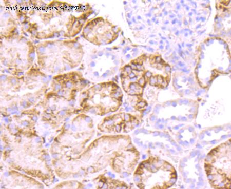 HUABIO HA750381 image 3