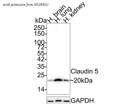 HUABIO HA750384 image 1