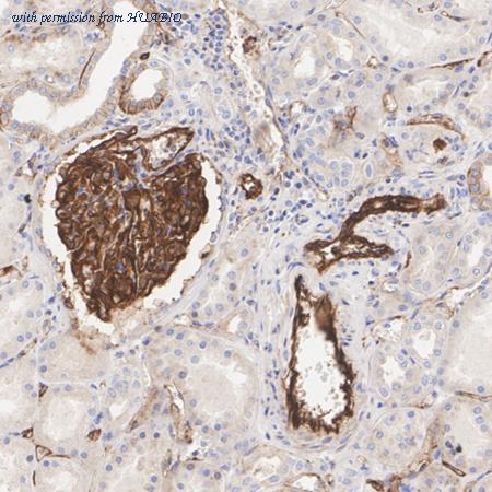 HUABIO HA750384 image 3