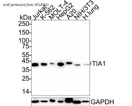HUABIO HA750385 image 1