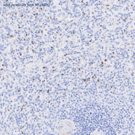 HUABIO HA750385 image 3