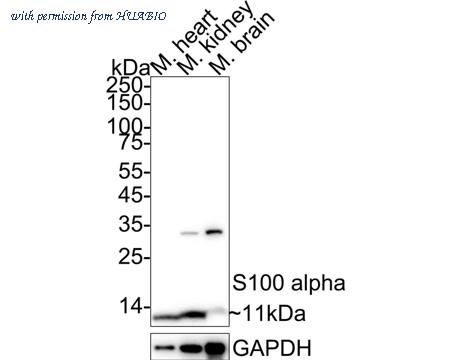HUABIO HA750389 image 1