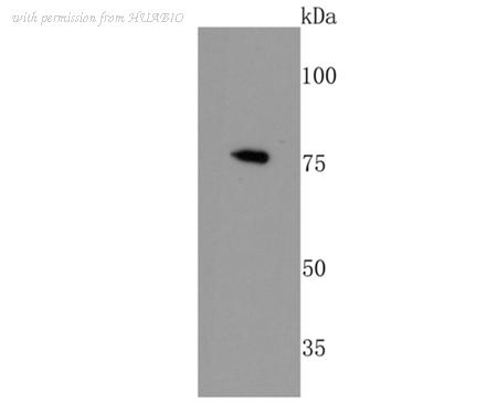 HUABIO HA750394 image 2