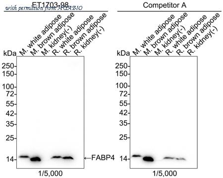 HUABIO HA750398 image 1