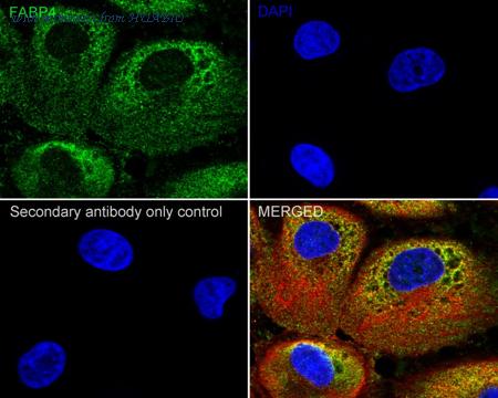 HUABIO HA750398 image 2