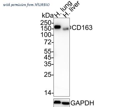 HUABIO HA750412 image 1