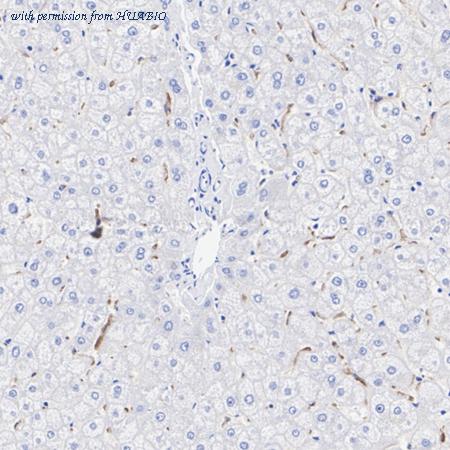 HUABIO HA750412 image 2